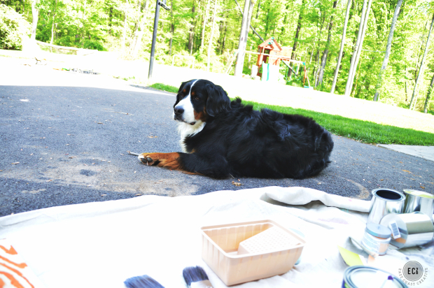 Bernese Mountain Dogs dont like DIY projects