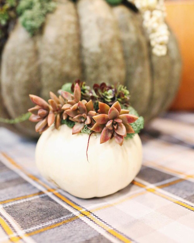 Succulent Pumpkin